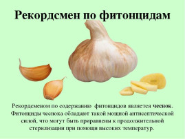 Фитонцидотерапия в ДОУ Фитонцидотерапия в ДОУ.